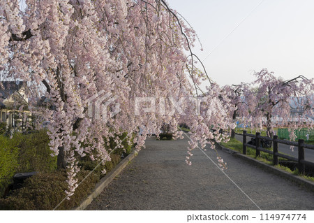 Weeping cherry blossoms of the daytime line 114974774