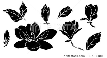 Hand drawn vector magnolia flower, set of silhouette illustration. isolated floral element. flower bud of different shapes. Illustration for prints, templates, greeting cards, invitations. 114974809