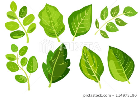 featuring eight different types of green leaves. Each leaf showcases unique shapes and vein patterns. graphic is simple, clean, and vibrant, ideal for nature-themed designs and eco-friendly projects featuring eight different types of green leaves. Each leaf showcases unique shapes and vein patterns. graphic is simple, clean, and vibrant, ideal for nature-themed designs and eco-friendly projects 114975190