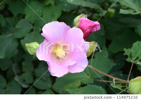 Flowers 114975210