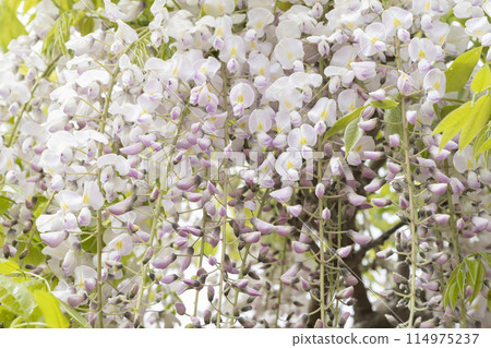 Wisteria flowers Wisteria flowers 114975237