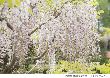  Wisteria flowers 114975242