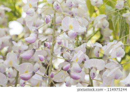  Wisteria flowers 114975244
