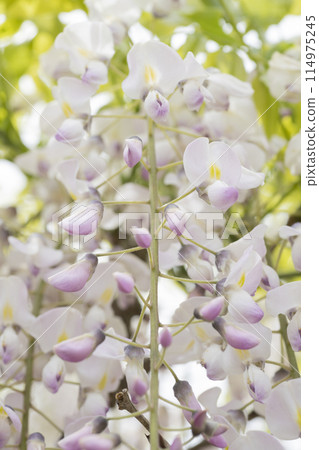 Wisteria flowers Wisteria flowers 114975245