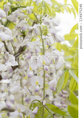  Wisteria flowers 114975246