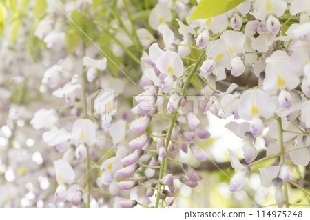 Wisteria flowers Wisteria flowers 114975248