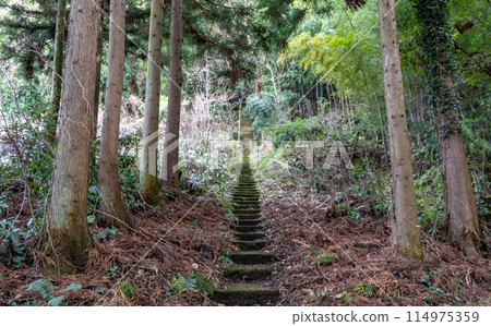 Steps through forest in winter, Kanazawa, Japan. Steps through forest in winter, Kanazawa, Japan. 114975359