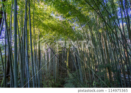 Bamboo forest in winter, Kanazawa, Japan. 114975365