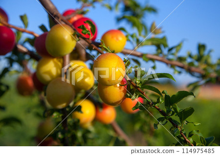 Ripe cherry plum berries in the garden on a tree. Growing cherry plums in a orchard.. 114975485