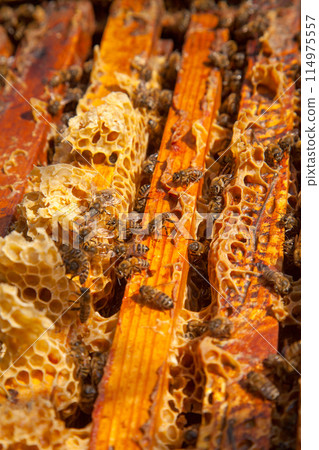 Open hive showing the bees swarming on a honeycomb.. Open hive showing the bees swarming on a honeycomb.. 114975557