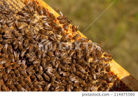 Working bees in a hive on honeycomb. Bees inside hive with sealed and open cells for their young.. Working bees in a hive on honeycomb. Bees inside hive with sealed and open cells for their young.. 114975560