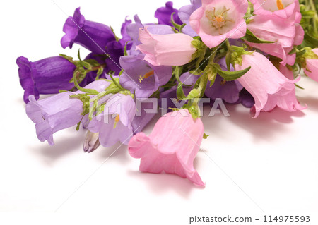 Pink and purple campanula on white background 114975593