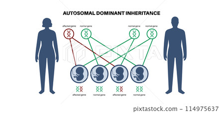 Autosomal recessive inheritance Autosomal recessive inheritance 114975637