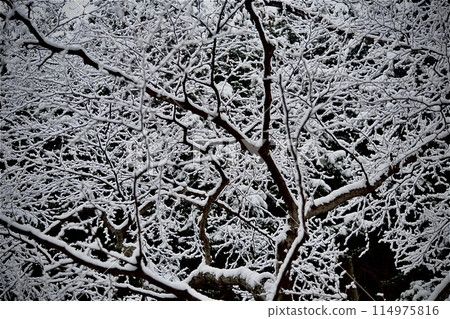 山間的黑白世界 山間的黑白世界 114975816