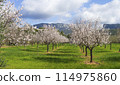 Serene Orchard of Blooming Almond Trees with Mountainous Landscape in Spring 114975860