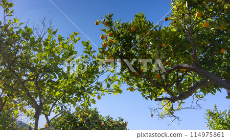 Golden Oranges Basking in the Warmth of the Balearic Sunlight Golden Oranges Basking in the Warmth of the Balearic Sunlight 114975861