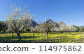 Spring Awakening in the Orchard with Blooming Trees and Mountain Backdrop 114975862