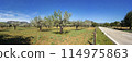 Scenic Panorama of Blossoming Almond Trees by a Country Road with Mountains in the Background 114975863