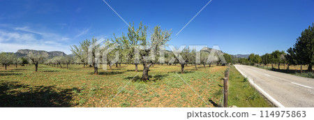 Scenic Panorama of Blossoming Almond Trees by a Country Road with Mountains in the Background Scenic Panorama of Blossoming Almond Trees by a Country Road with Mountains in the Background 114975863