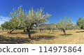 Blossoming Almond Trees Stretching Across a Sunny Orchard 114975864