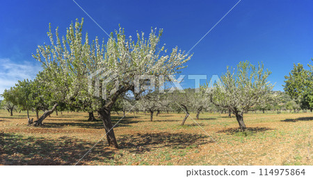 Blossoming Almond Trees Stretching Across a Sunny Orchard 114975864