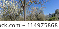 Expansive Almond Blossom Canopy Against the Crisp Blue Sky of Ma 114975868