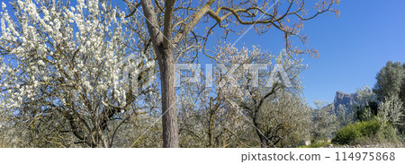 Expansive Almond Blossom Canopy Against the Crisp Blue Sky of Ma Expansive Almond Blossom Canopy Against the Crisp Blue Sky of Ma 114975868