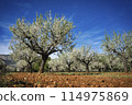 Blossoming Almond Trees with Majestic Mountain Backdrop on a Bright Spring Day 114975869