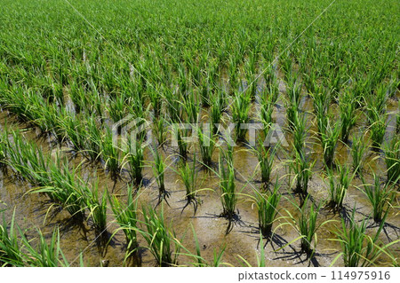 Paddy field 2 weeks after rice planting Paddy field 2 weeks after rice planting 114975916