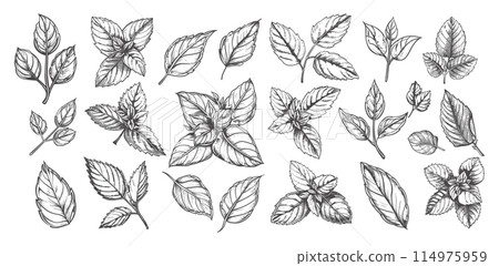 Doodle Style Mint Leaves and Branches Icons Set. Low-Detailed Line Sketch with Crisp Contours on a White Background. Herbal Illustrations, Fresh Greenery, Botanical Drawings, Mint Herb Collection 114975959