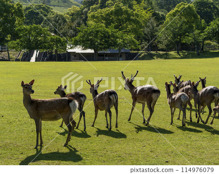 [奈良公園] 春日野園地的鹿群 114976079