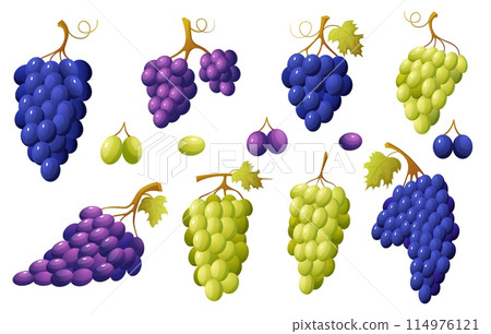 Cartoon grape vinery and berries. Bunches of red and white grapes with leaves. Natural fresh wine and juice raw ingredients, vitamin food nowaday vector set 114976121