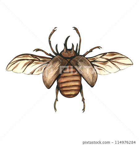 Big brown beetle, Unicorn beetle, Eupatorus graciliconis, Five-horned rhinoceros beetle, or Hercules beetles. Watercolor illustration insects from the collection Big brown beetle, Unicorn beetle, Eupatorus graciliconis, Five-horned rhinoceros beetle, or Hercules beetles. Watercolor illustration insects from the collection 114976284