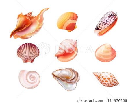 Realistic seashells. 3d shells sea object isolated seashell exotic aquatic animal conch oyster mollusk snail pearl unusual scallop summer beach element 114976366