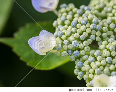 Hydrangea hydrangea starting to bloom Hydrangea hydrangea starting to bloom 114976396