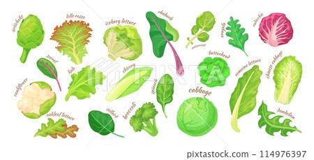 Cartoon lettuce salad leaves. Vegetarian salad isolated leaves, artichoke kale iceberg chicory leaf broccoli spinach, garden green vegetables ingredients, neat vector illustration 114976397