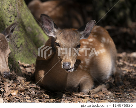 Deer resting in the forest Deer resting in the forest 114976820