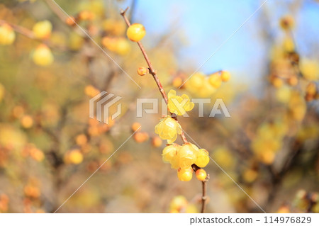 Beautiful wintersweet flowers 114976829