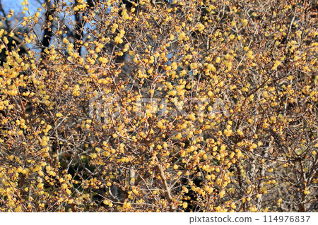 柔白花盛開 柔白花盛開 114976837