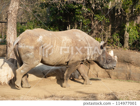 從側面看東部黑犀牛 從側面看東部黑犀牛 114977001