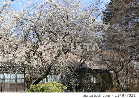 Early Spring at Yuenkan Early Spring at Yuenkan 114977021