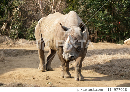 東部黑犀牛散步 東部黑犀牛散步 114977028