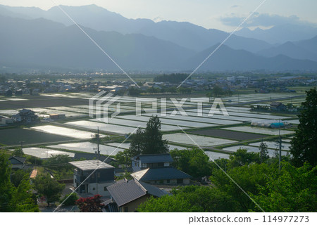 Rice fields shining in the setting sun [Ikeda Town, Kitaazumi District] 114977273