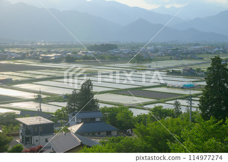 夕陽下閃閃發光的稻田【北安地區池田町】 114977274