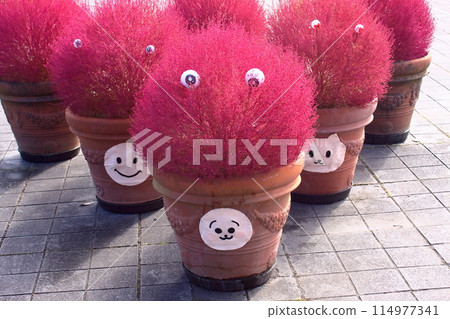 大分農業公園地膚（大分縣） 114977341