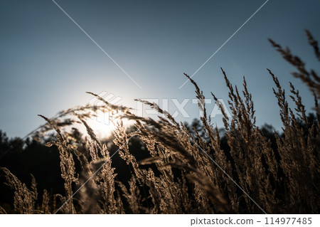 beautiful dry grass or cereal crops in field waving under wind at sunset 114977485