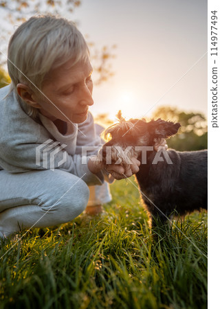 cheerful senior woman person hugging and kissing cute adorable miniature schnauzer dog, love of people and domestic animals cheerful senior woman person hugging and kissing cute adorable miniature schnauzer dog, love of people and domestic animals 114977494