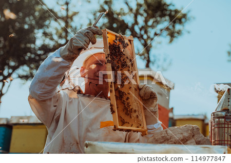 Beekeeper checking honey on the beehive frame in the field. Beekeeper on apiary. Beekeeper is working with bees and beehives on the apiary. 114977847