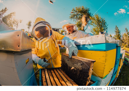 Beekeepers checking honey on the beehive frame in the field. Small business owners on apiary. Natural healthy food produceris working with bees and beehives on the apiary. 114977874