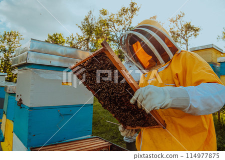 Beekeeper checking honey on the beehive frame in the field. Small business owner on apiary. Natural healthy food produceris working with bees and beehives on the apiary. Beekeeper checking honey on the beehive frame in the field. Small business owner on apiary. Natural healthy food produceris working with bees and beehives on the apiary. 114977875
